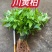 正宗大叶厚皮川黄柏四川基地直供川黄柏幼苗