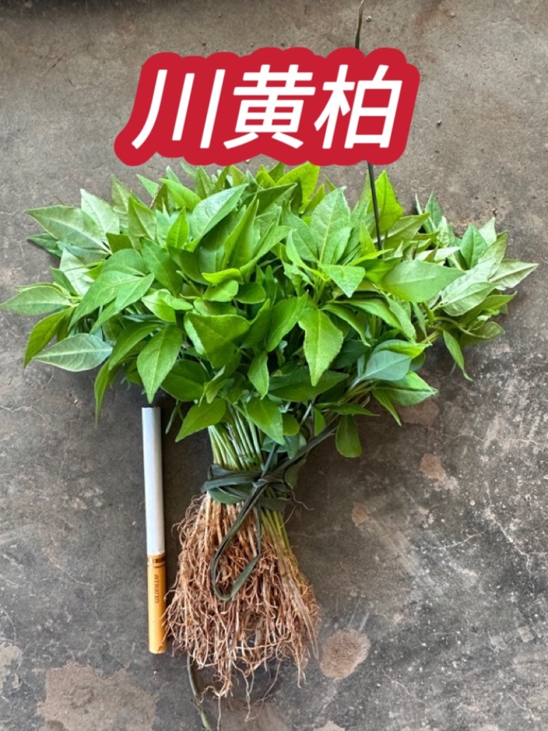 正宗大叶厚皮川黄柏四川基地直供川黄柏幼苗