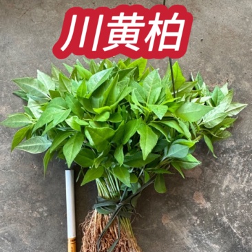 川黄柏正宗大叶厚皮四川基地直供川黄柏芽苗