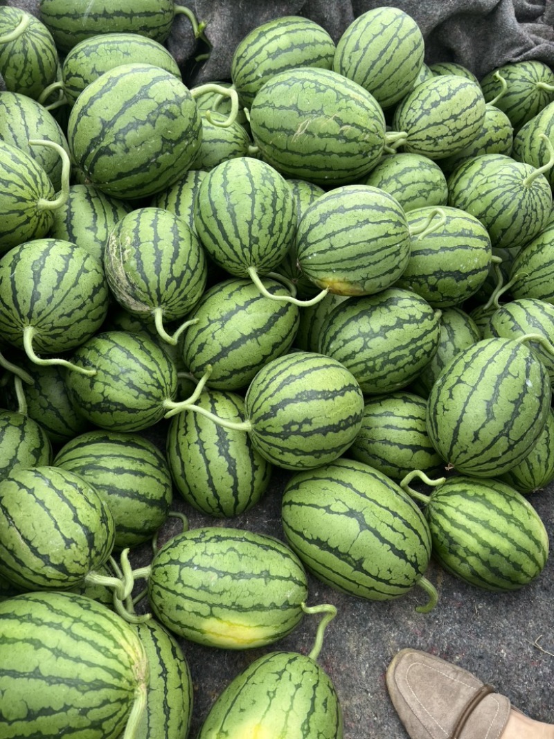 小糖丸西瓜早春红玉西瓜品质保证全国各地代发