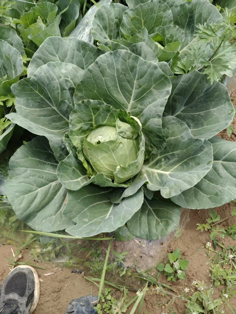 甘蓝，包菜大量现货