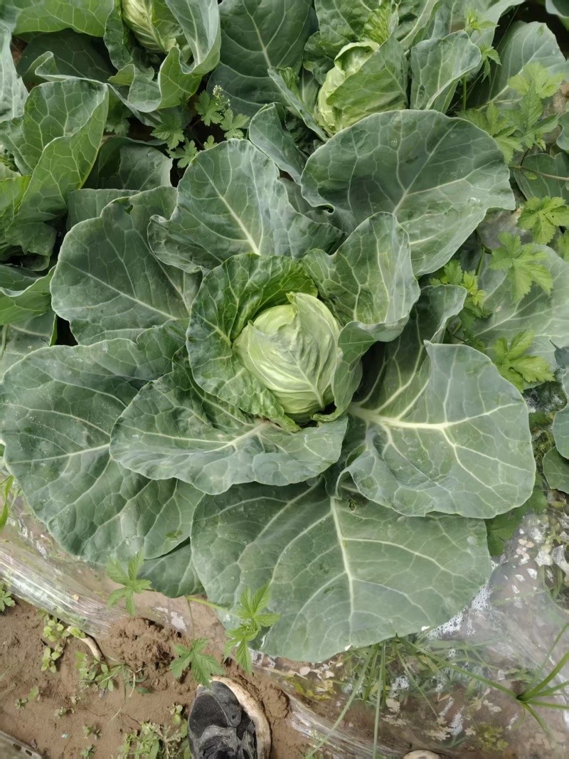 甘蓝，包菜大量现货