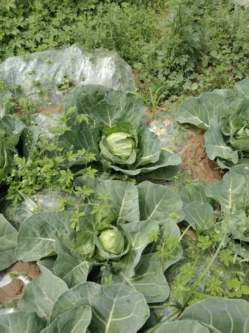 甘蓝，包菜大量现货