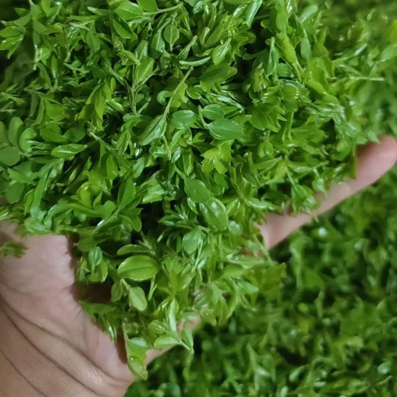 【酸枣叶茶】伏牛山酸枣叶茶/新鲜酸枣芽现摘纯手工炒制