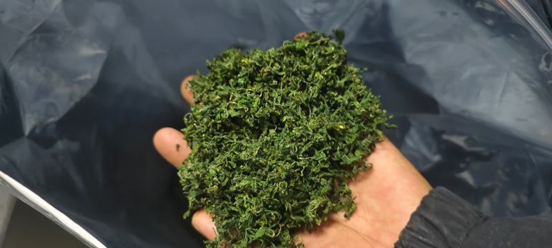 【酸枣叶茶】伏牛山酸枣叶茶/新鲜酸枣芽现摘纯手工炒制