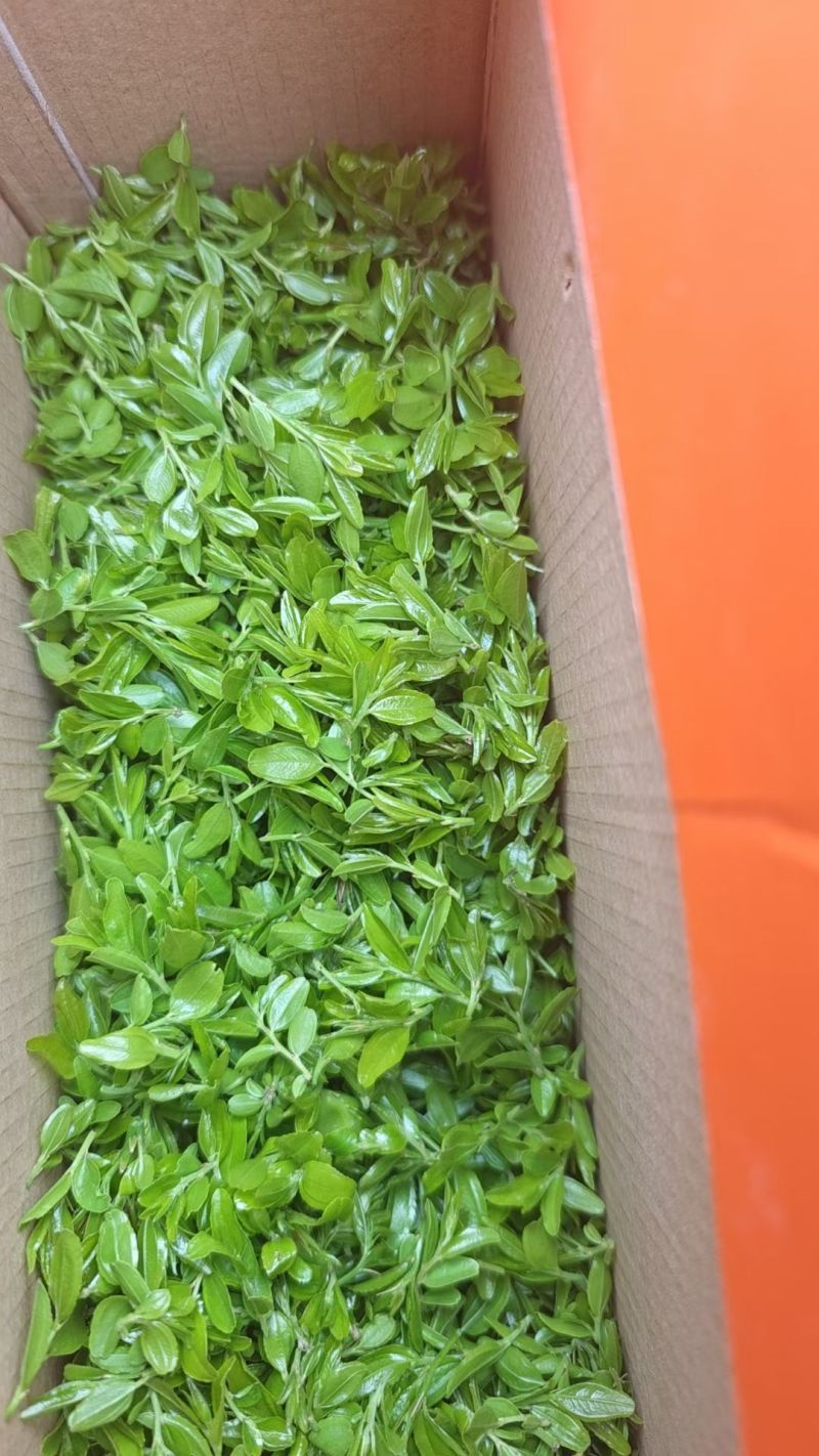 【酸枣叶茶】伏牛山酸枣叶茶/新鲜酸枣芽现摘纯手工炒制