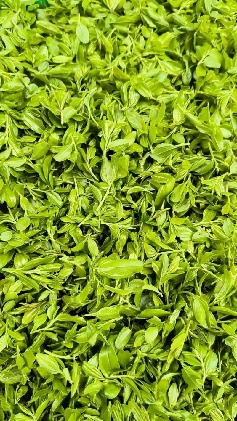 【酸枣叶茶】伏牛山酸枣叶茶/新鲜酸枣芽现摘纯手工炒制