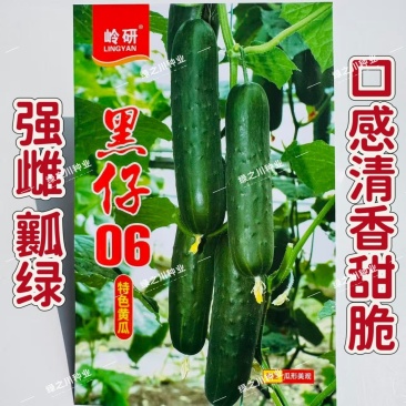 黑仔06深绿色水果黄瓜种子强雌绿肉黄瓜种籽清香甜脆黄瓜种