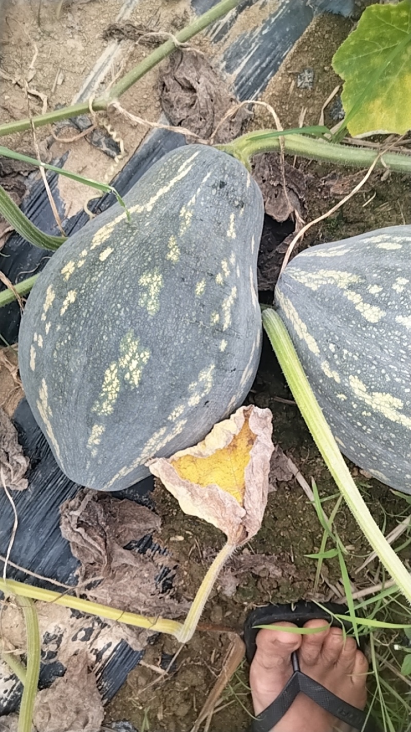 香芋南瓜上市中
