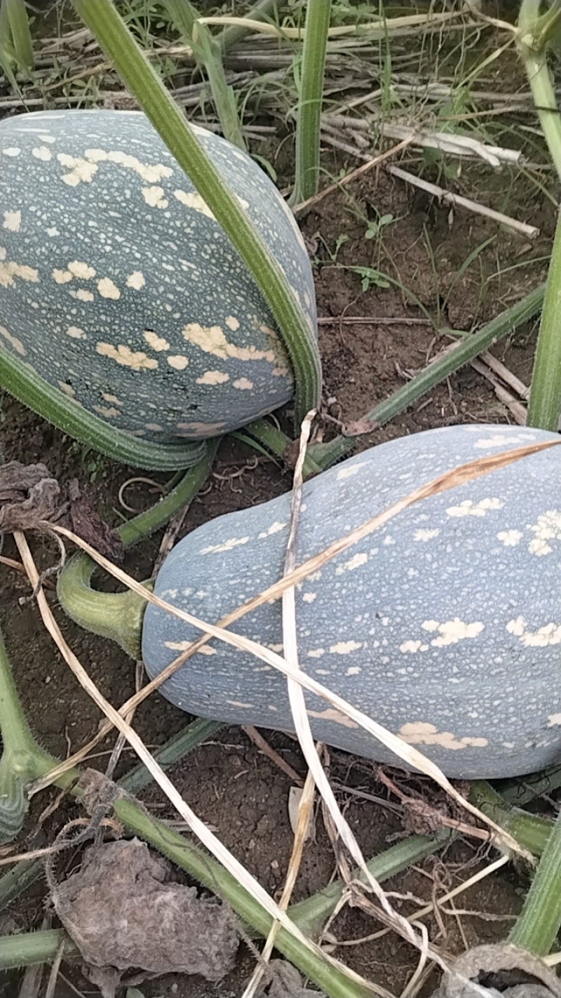 香芋南瓜上市中