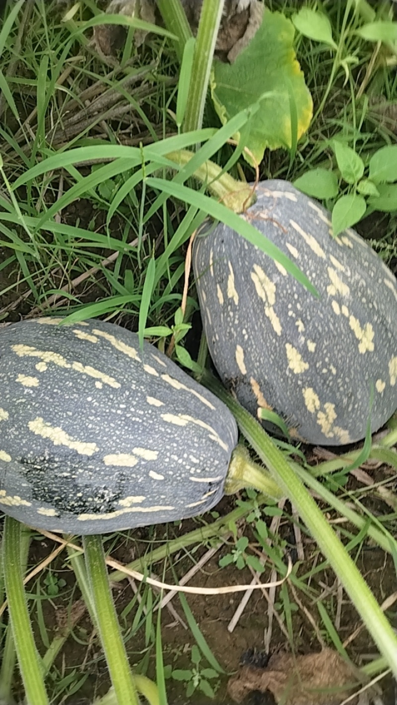 香芋南瓜上市中