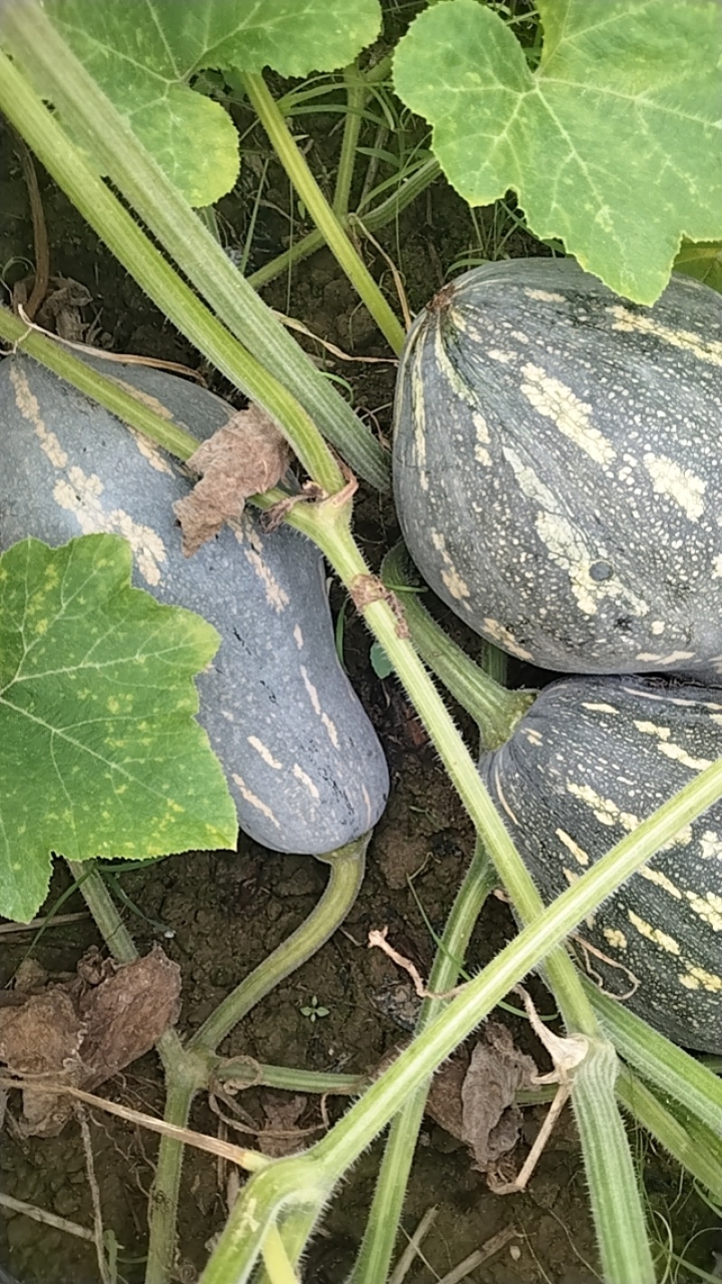 香芋南瓜上市中