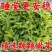 【酸枣叶茶】河南酸枣叶茶/伏牛山脉野生酸枣叶茶/优惠