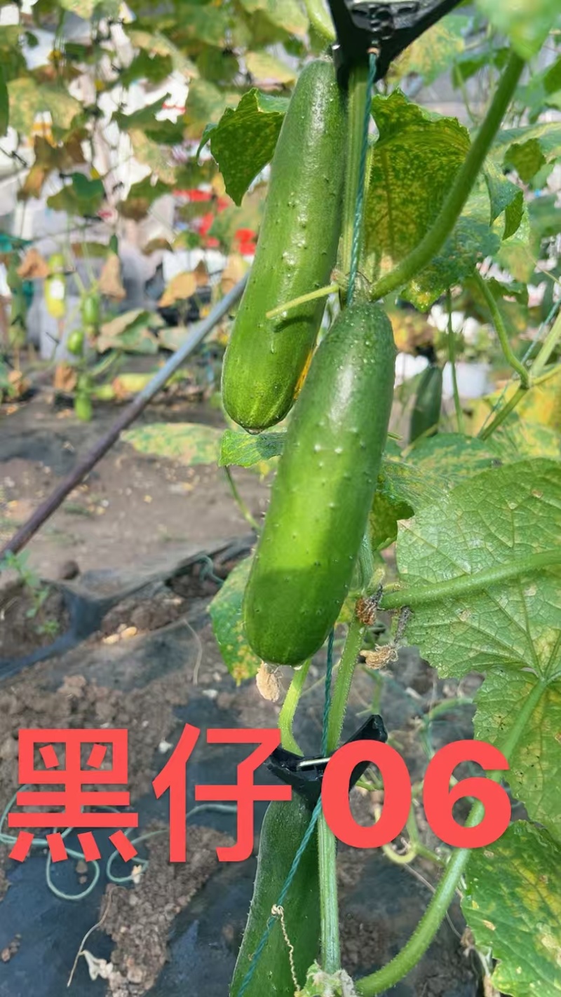 黑仔06深绿色水果黄瓜种子强雌绿肉黄瓜种籽清香甜脆黄瓜种