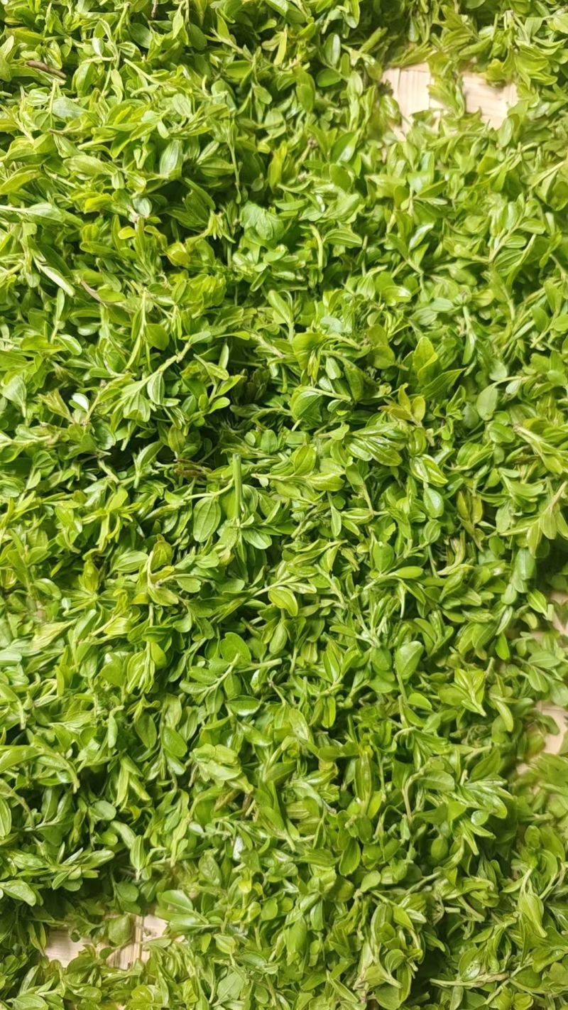 【酸枣叶茶】河南酸枣叶茶/伏牛山脉野生酸枣叶茶/优惠