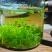 【酸枣叶茶】河南酸枣叶茶/伏牛山脉野生酸枣叶茶/优惠