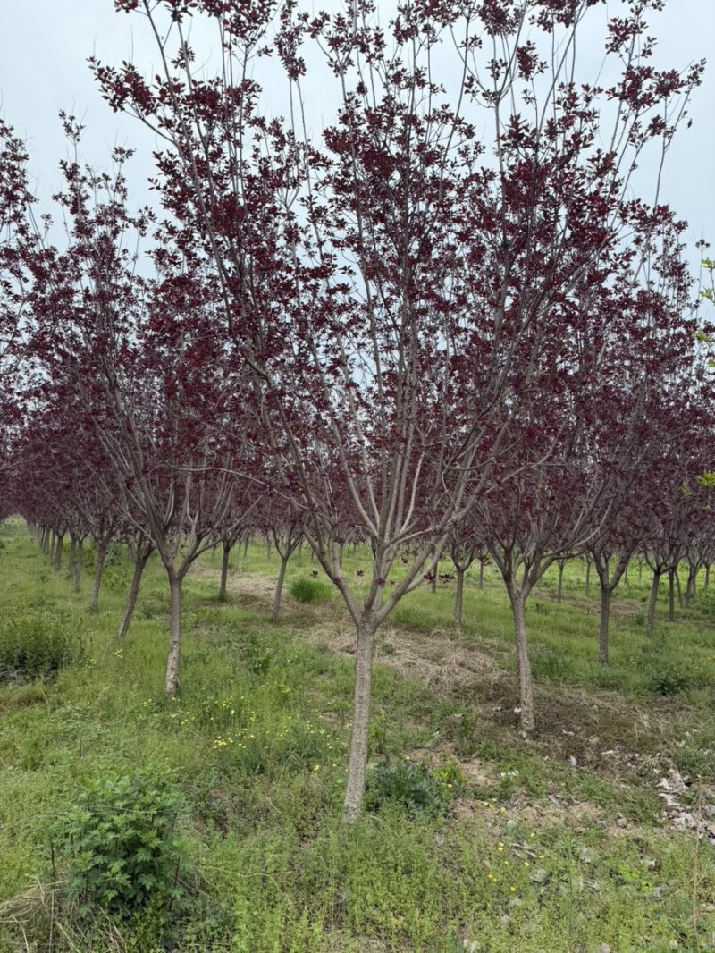 红栌8-12公分