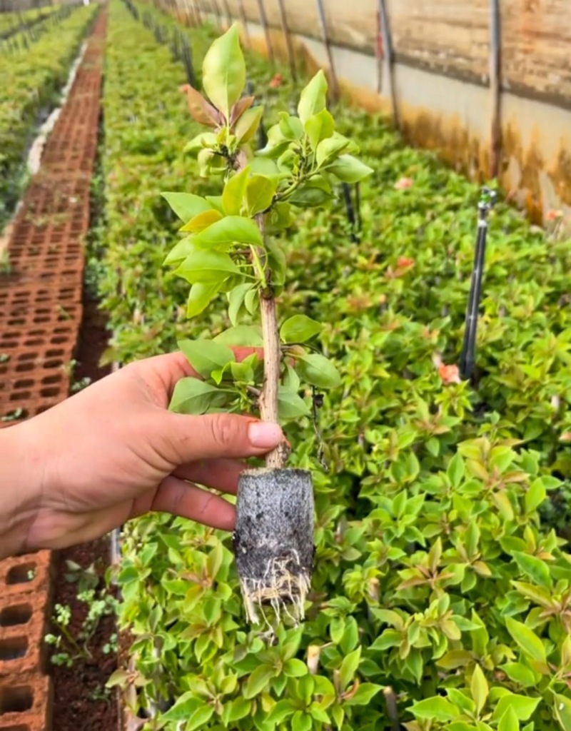 三角梅花苗地栽盆栽花卉观花植物室内阳台庭院爬藤垂丝四季可开花