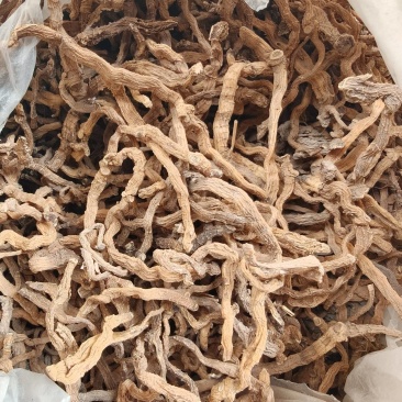玉竹，大别山野生玉竹