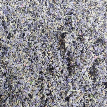 芫花干货，头疼花