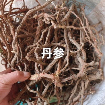 丹参干货
