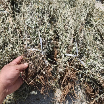 翻白草，正品翻白草干货