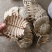 甲鱼壳，野生甲鱼壳