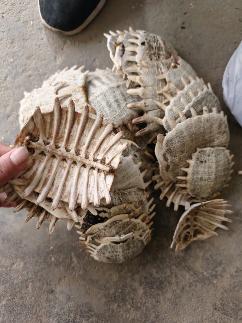 甲鱼壳，野生甲鱼壳