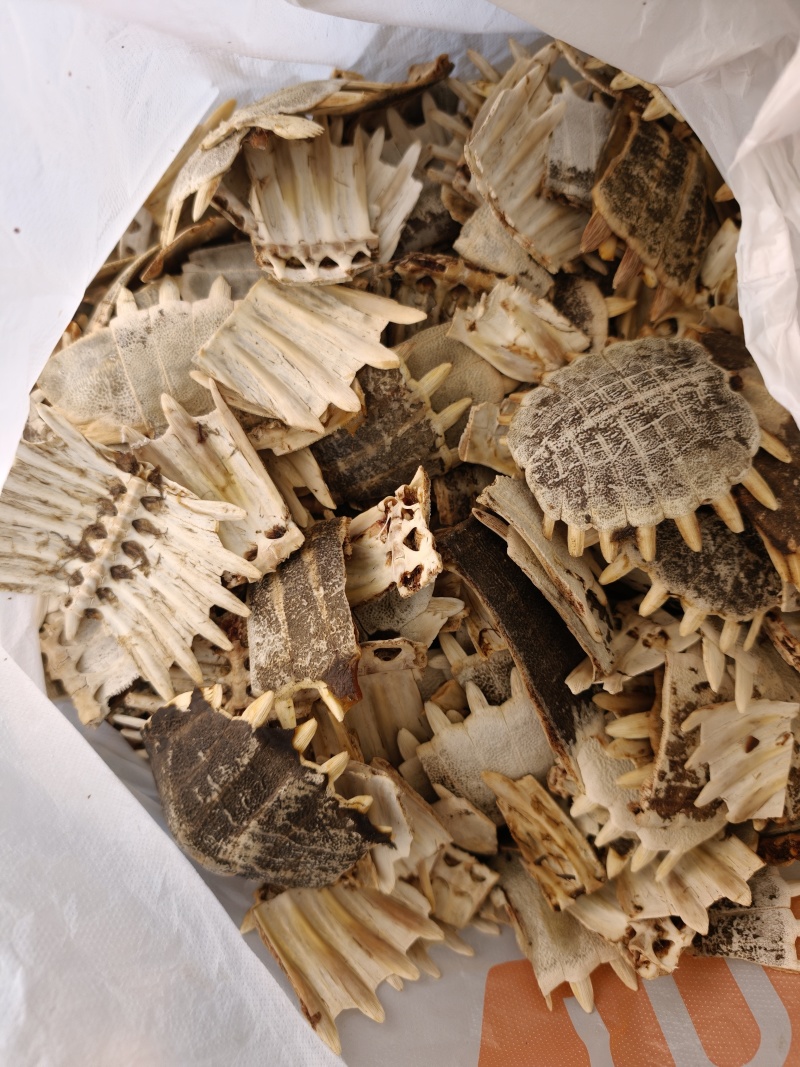 甲鱼壳，野生甲鱼壳