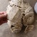 甲鱼壳，野生甲鱼壳