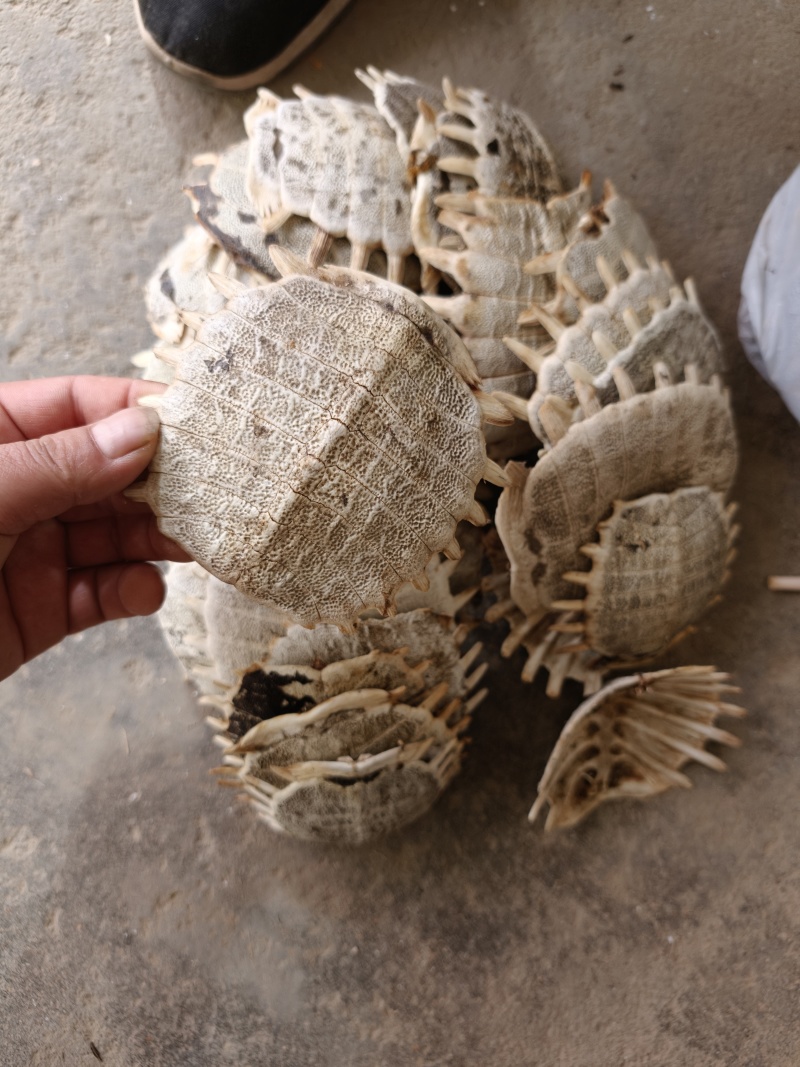 甲鱼壳，野生甲鱼壳