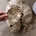 甲鱼壳，野生甲鱼壳