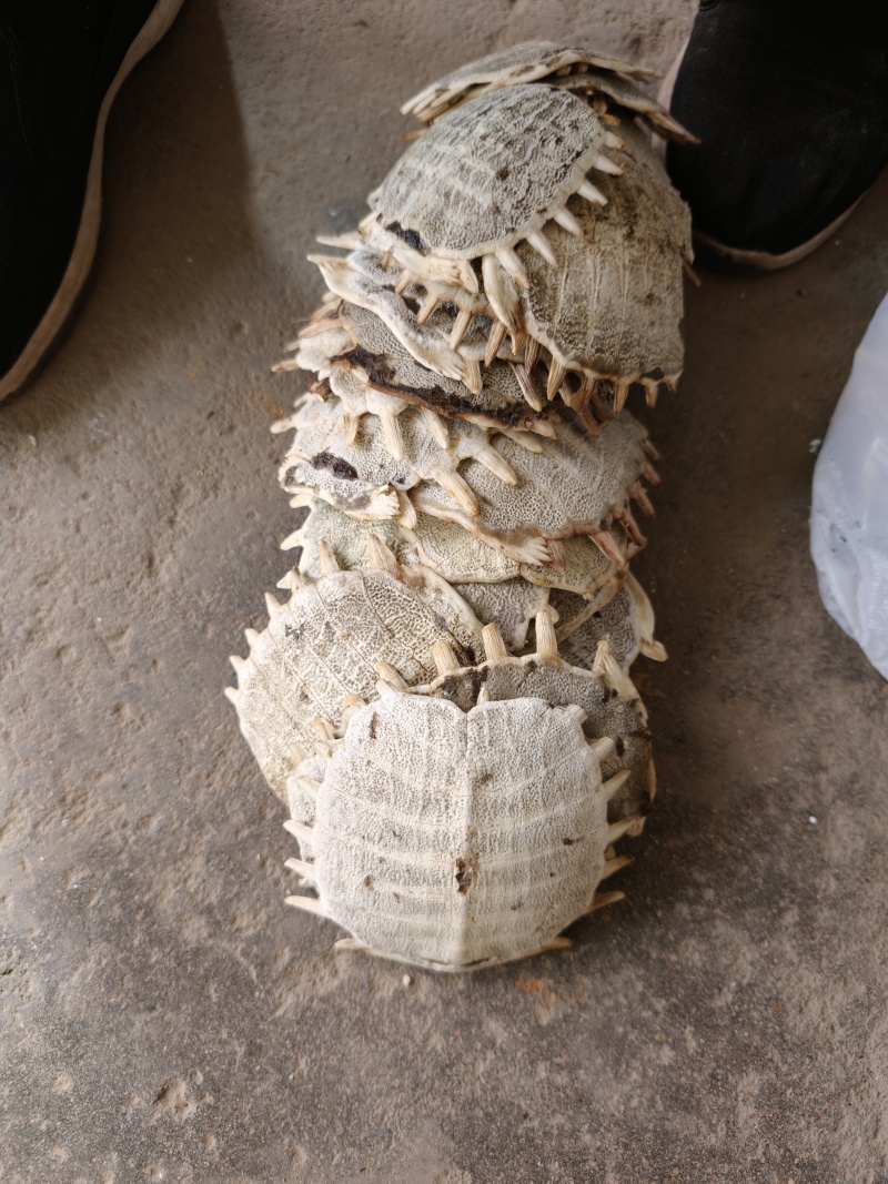 甲鱼壳，野生甲鱼壳