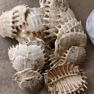 甲鱼壳，野生甲鱼壳