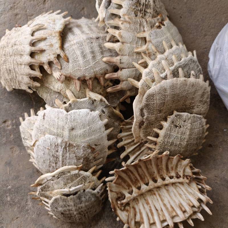 甲鱼壳，野生甲鱼壳