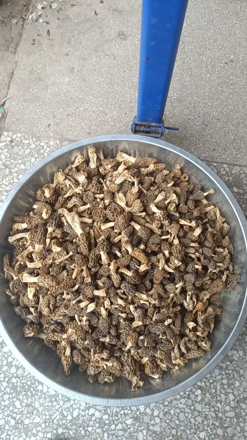 羊肚菌，大别山野生羊肚菌