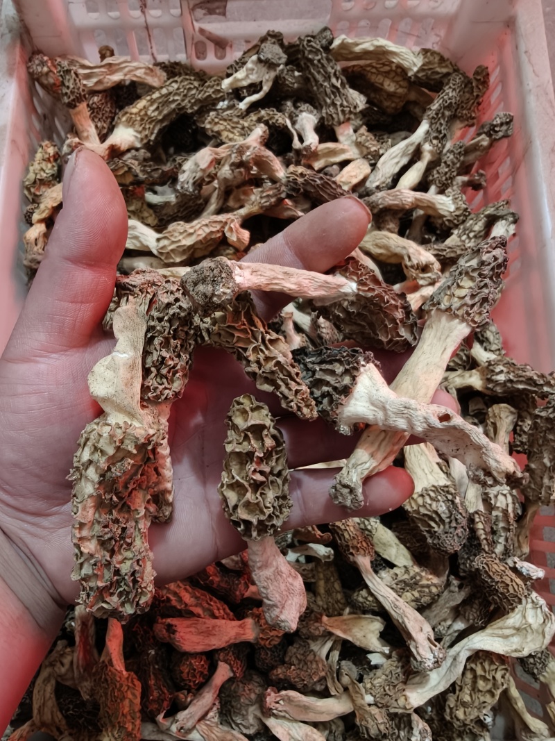 羊肚菌，大别山野生羊肚菌