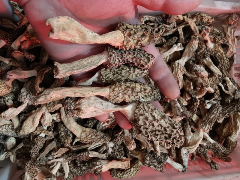 羊肚菌，大别山野生羊肚菌