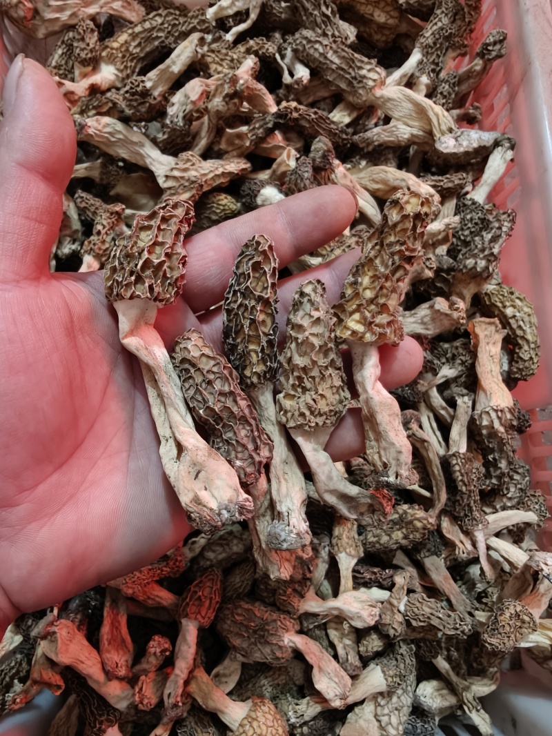 羊肚菌，大别山野生羊肚菌