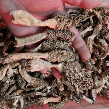 羊肚菌，大别山野生羊肚菌