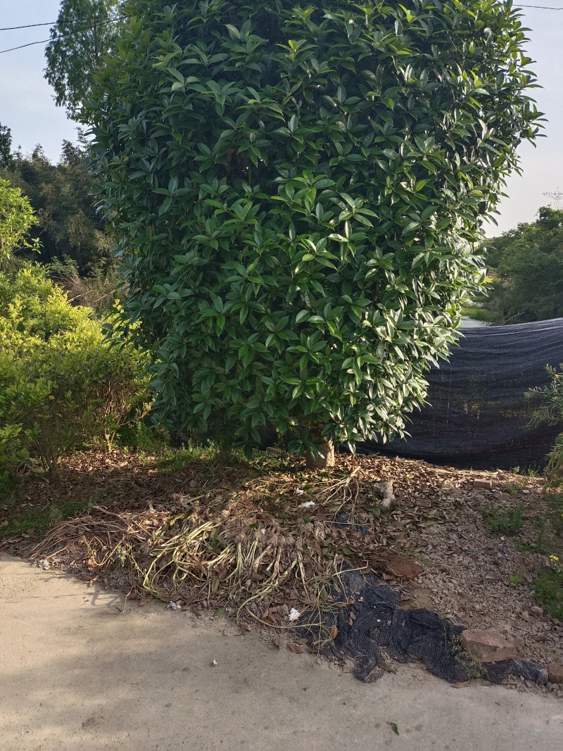 桂花