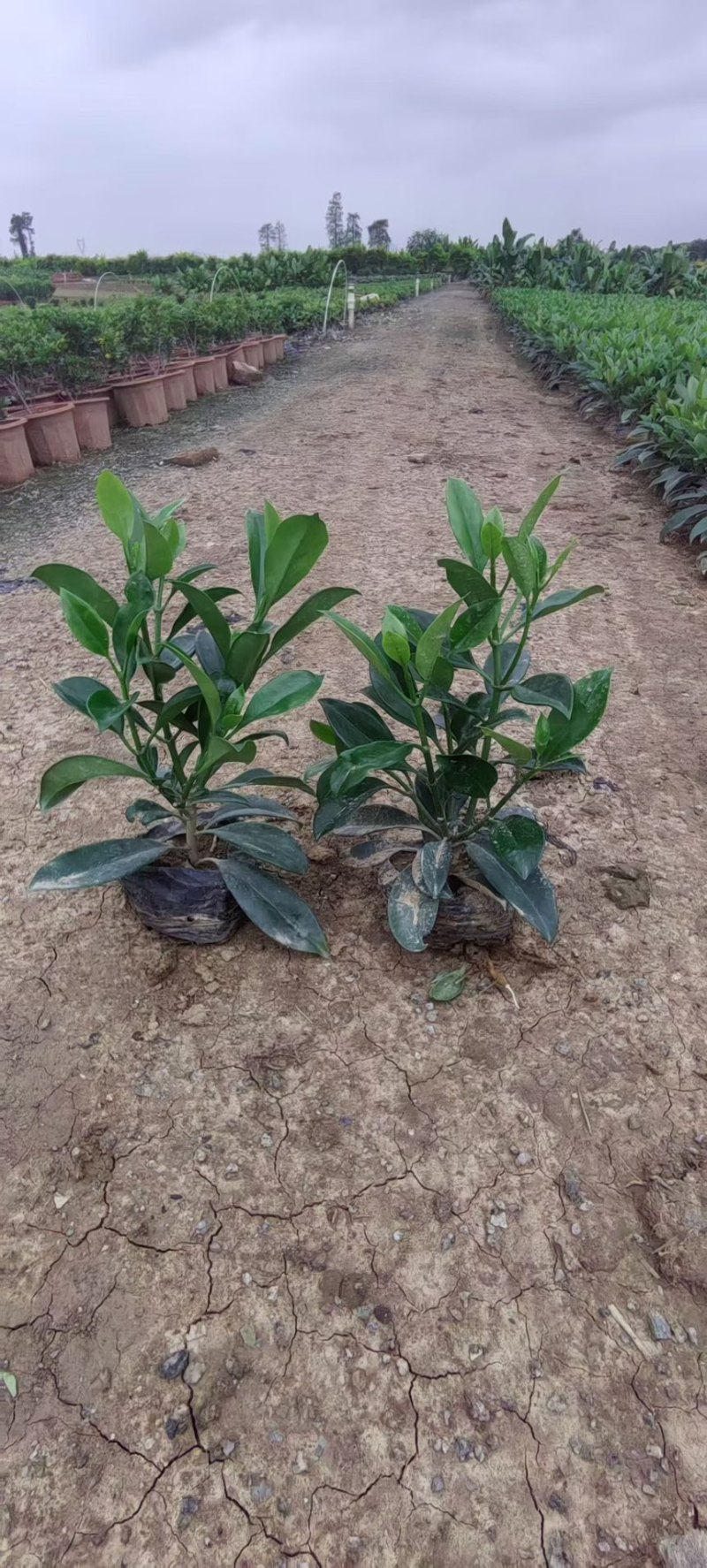 非洲茉莉20-180高，基地直销，价格优惠，大量出售