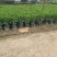 非洲茉莉20-180高，基地直销，价格优惠，大量出售