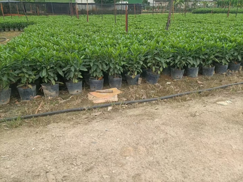 非洲茉莉20-180高，基地直销，价格优惠，大量出售