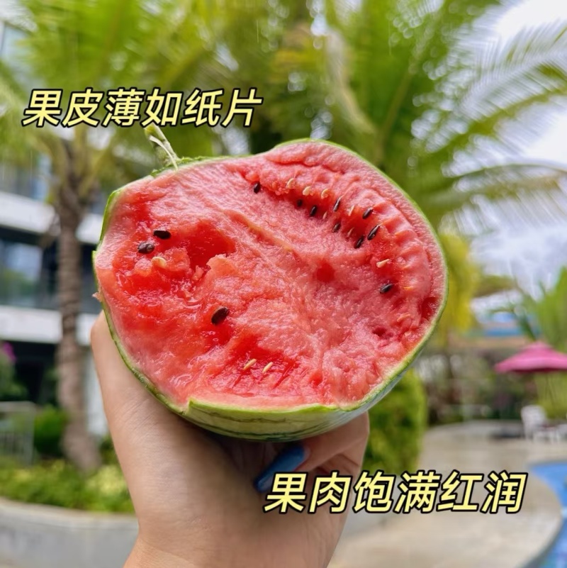 《小糖丸西瓜》砀山西瓜/手撕西瓜/冰淇淋西瓜/全国发货