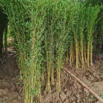 竹子苗，基地直供，量大批发，适合庭院、花箱、绿化用。