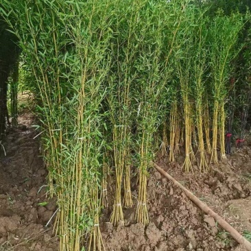 竹子苗，基地直供，量大批发，适合庭院、花箱、绿化用。