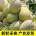 哈密瓜，晓蜜25号，海南哈密瓜，一件代发