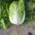 华州区精品黄心大白菜大量有货，无虫，无病，无烧心，