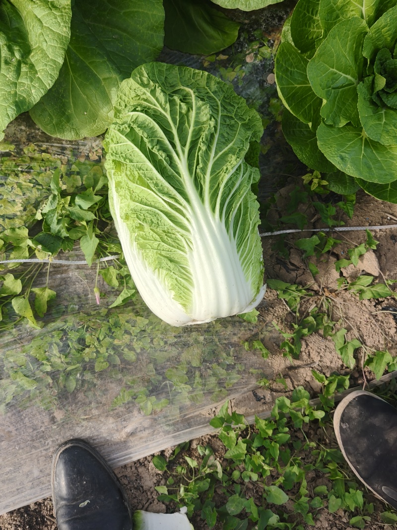 华州区精品黄心大白菜大量有货，无虫，无病，无烧心，